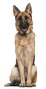 German Shepherd, 14 months old, sitting Royalty Free Stock Photo