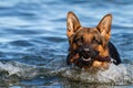 German Shepherd Royalty Free Stock Photo
