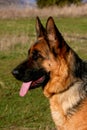 German Shepherd