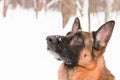 German shepherd Royalty Free Stock Photo