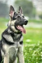 German shepherd