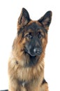 German shepherd