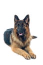 German shepherd Royalty Free Stock Photo