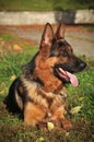 German shepherd Royalty Free Stock Photo