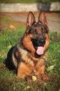 German shepherd Royalty Free Stock Photo