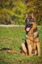 German shepherd Royalty Free Stock Photo