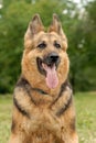 German Shepherd Royalty Free Stock Photo