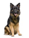 German Shepherd, 3 years old, sitting Royalty Free Stock Photo