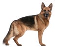German Shepherd, 5 years old Royalty Free Stock Photo