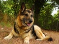 German shepherd Royalty Free Stock Photo