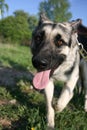 German shepherd Royalty Free Stock Photo