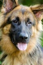 German Shepherd Adoption Portrait