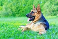 German shepherd resting on a summer green meadow