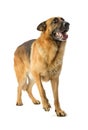 German shepherd is afraid and recedes Royalty Free Stock Photo