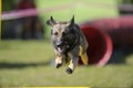 German Shepherd on agility competition Royalty Free Stock Photo