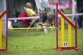 German Shepherd on agility competition, over the bar jump. Proud dog jumping over obstacle recreation