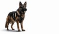 German Shepherd with alert expression, standing pose on isolated white background