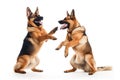 German Shepherd, Alsatian isolated on white background. Generative AI