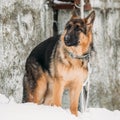 German Shepherd Alsatian Wolf Dog Staying Outdoor Near Wall At Winter