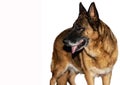 German Shepherd also said: Alsatian, Alsatian wolf dog, Berger Allemand, Deutscher Schaferhund, Schaferhund, Shepherd The German S