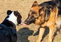 german shepherd and american staffordshire terrier looking and kissing at each other at the park Royalty Free Stock Photo