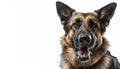 German Shepherd Angry closeup pose on isolated white background