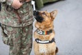 German shepherd army dog trained to detect explosives Royalty Free Stock Photo