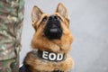 German shepherd army dog trained to detect explosives