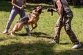 German Shepherd attacking dog handler during aggression training Royalty Free Stock Photo