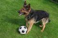 German shepherd with a ball