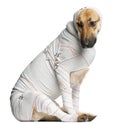 German Shepherd in bandages Royalty Free Stock Photo