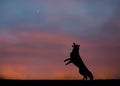 German Shepherd barking at the moon Royalty Free Stock Photo
