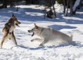 A german shepherd battle a russian Laika Royalty Free Stock Photo