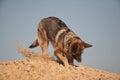 German shepherd on the beach, dog against the blue sky