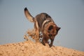 German shepherd on the beach, dog against the blue sky