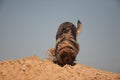 German shepherd on the beach, dog against the blue sky