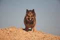 German shepherd on the beach, dog against the blue sky