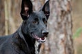 German Shepherd Belgian Malinois mixed breed Royalty Free Stock Photo