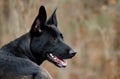 German Shepherd Belgian Malinois mixed breed Profile Royalty Free Stock Photo