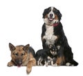 German shepherd, Bernese mountain dog, Chihuahua Royalty Free Stock Photo