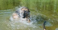 German Shepherd biting its tail in green lake water. Dog playing, chasing his tail. Then takes stick and leaves.