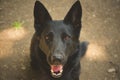 German shepherd black dog portrait close-up Royalty Free Stock Photo