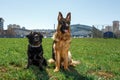 German Shepherd and Black Labrador sit and listen to the command