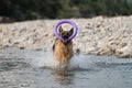 Active walking and playing with dog in water. Splashes fly from under paws. German shepherd of black and red color is fun and Royalty Free Stock Photo