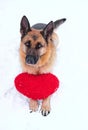 Postcard with dog for Valentines Day. German Shepherd of black and red color lies on freshly fallen white soft snow next to red Royalty Free Stock Photo