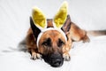Dog is charming Easter bunny. German shepherd of black and red color lies on white blanket with soft yellow bunny toy ears. Royalty Free Stock Photo