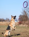 Charming beautiful thoroughbred dog in sports uniform. German shepherd black and red color is preparing to jump and catch blue toy