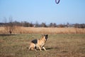 Charming beautiful thoroughbred dog in sports uniform. German shepherd black and red color is preparing to jump and catch blue toy