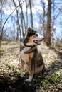 German Shepherd Border Collie Mix Breed Dog sitting in Forest Royalty Free Stock Photo