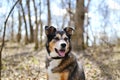 German Shepherd Border Collie Mix Breed Dog sitting in Forest Royalty Free Stock Photo